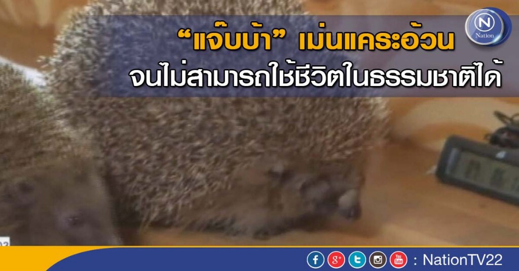 “แจ๊บบ้า” เม่นแคระอ้วนจนไม่สามารถใช้ชีวิตในธรรมชาติได้ “แจ๊บบ้า” เม่นแคระอ้วนจนไม่สามารถใช้ชีวิตในธรรมชาติได้