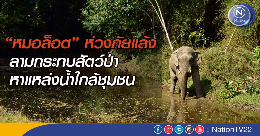 "หมอล็อต" ห่วงภัยแล้ง ลามกระทบสัตว์ป่า หาแหล่งน้ำใกล้ชุมชน "หมอล็อต" ห่วงภัยแล้ง ลามกระทบสัตว์ป่า หาแหล่งน้ำใกล้ชุมชน