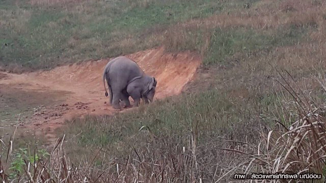 "หมอล็อต" ห่วงภัยแล้ง ลามกระทบสัตว์ป่า หาแหล่งน้ำใกล้ชุมชน