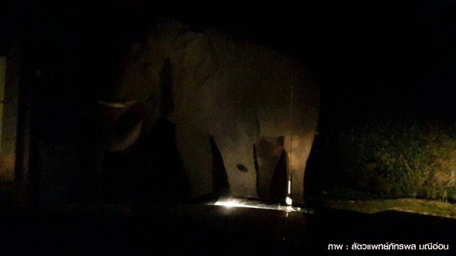 "หมอล็อต" ห่วงภัยแล้ง ลามกระทบสัตว์ป่า หาแหล่งน้ำใกล้ชุมชน