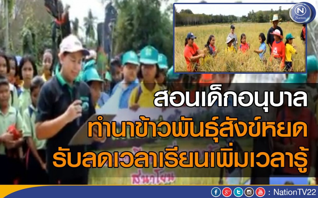 สอนเด็กอนุบาลพัทลุง  ทำนาข้าวพันธุ์สังข์หยด
