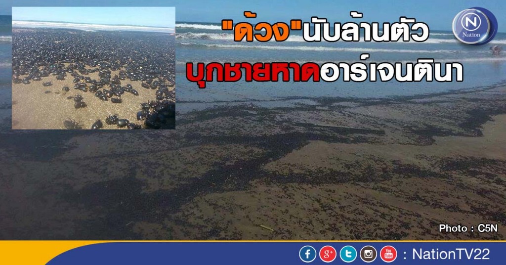 ตะลึง! "ด้วง"นับล้านตัวบุกชายหาดในอาร์เจนตินา ตะลึง! "ด้วง"นับล้านตัวบุกชายหาดในอาร์เจนตินา