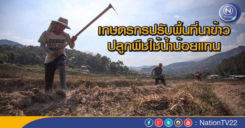 ภาพชุด เกษตรกรปรับพื้นที่นาปลูกพืชใช้น้ำน้อยทดแทน ภาพชุด เกษตรกรปรับพื้นที่นาปลูกพืชใช้น้ำน้อยทดแทน