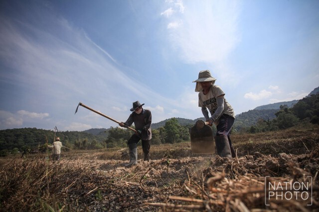 ภาพชุด เกษตรกรปรับพื้นที่นาปลูกพืชใช้น้ำน้อยทดแทน
