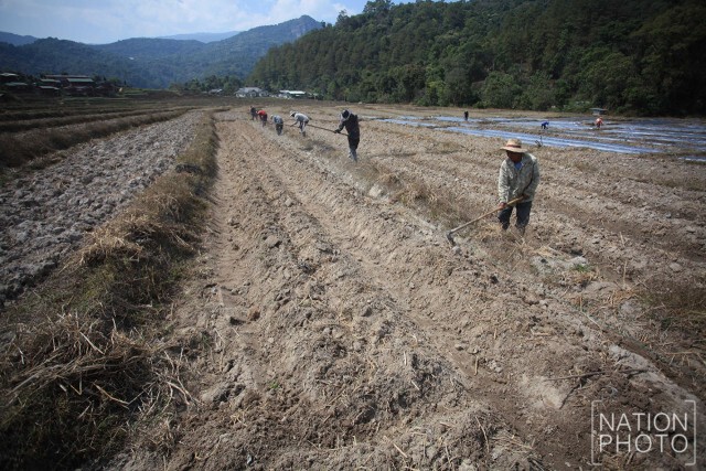 ภาพชุด เกษตรกรปรับพื้นที่นาปลูกพืชใช้น้ำน้อยทดแทน