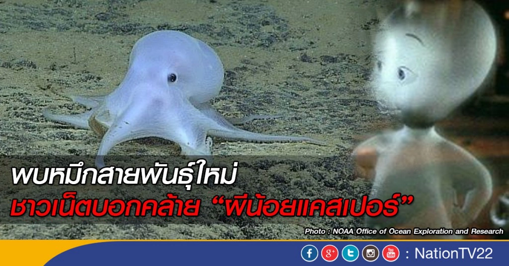 พบหมึกสายพันธุ์ใหม่ ชาวเน็ตบอกคล้าย "ผีน้อยแคสเปอร์"
