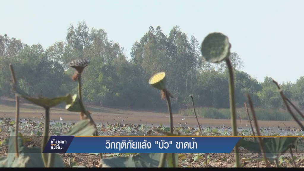 เก็บตกค่ำ - วิกฤตภัยแล้วง "บัว" ขาดน้ำ