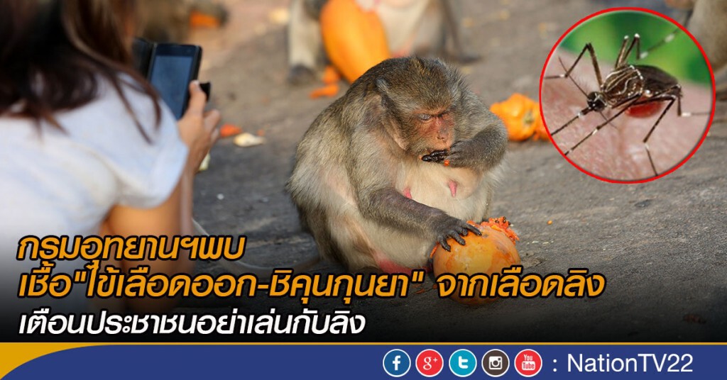 กรมอุทยานฯพบเชื้อ"ไข้เลือดออก - ชิคุนกุนยา" จากเลือดลิง เตือนประชาชนอย่าเล่นกับลิง