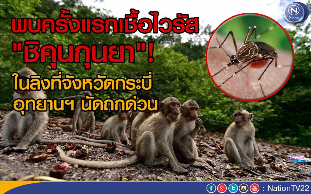พบครั้งแรกเชื้อไวรัส "ชิคุนกุนยา"! ในลิงที่จังหวัดกระบี่ อุทยานฯ นัดถกด่วน พบครั้งแรกเชื้อไวรัส "ชิคุนกุนยา"! ในลิงที่จังหวัดกระบี่ อุทยานฯ นัดถกด่วน