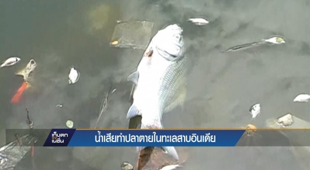 น้ำเสียทำปลาตายในอินเดีย