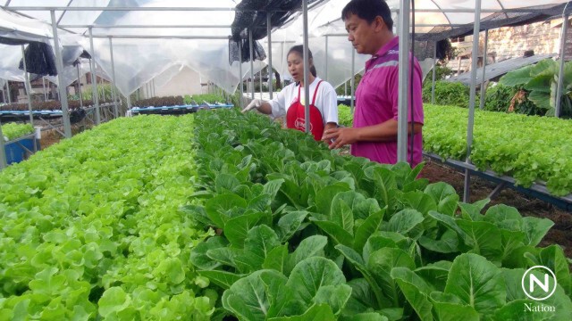 อดีตสารวัตร หักเหชีวิตมาเป็นเกษตรกรปลูกผักไฮโดรโปนิกส์