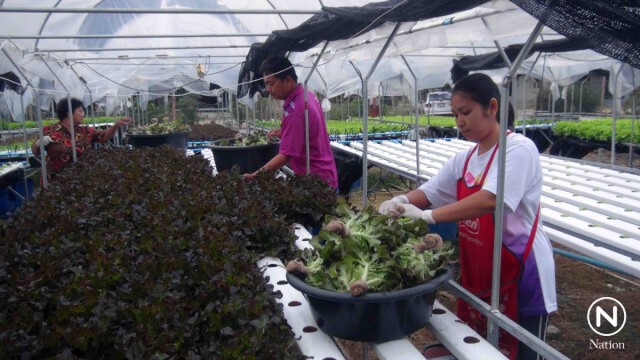 อดีตสารวัตร หักเหชีวิตมาเป็นเกษตรกรปลูกผักไฮโดรโปนิกส์