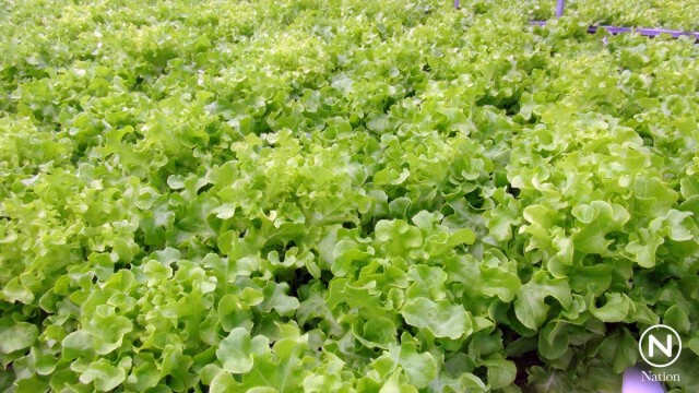 อดีตสารวัตร หักเหชีวิตมาเป็นเกษตรกรปลูกผักไฮโดรโปนิกส์