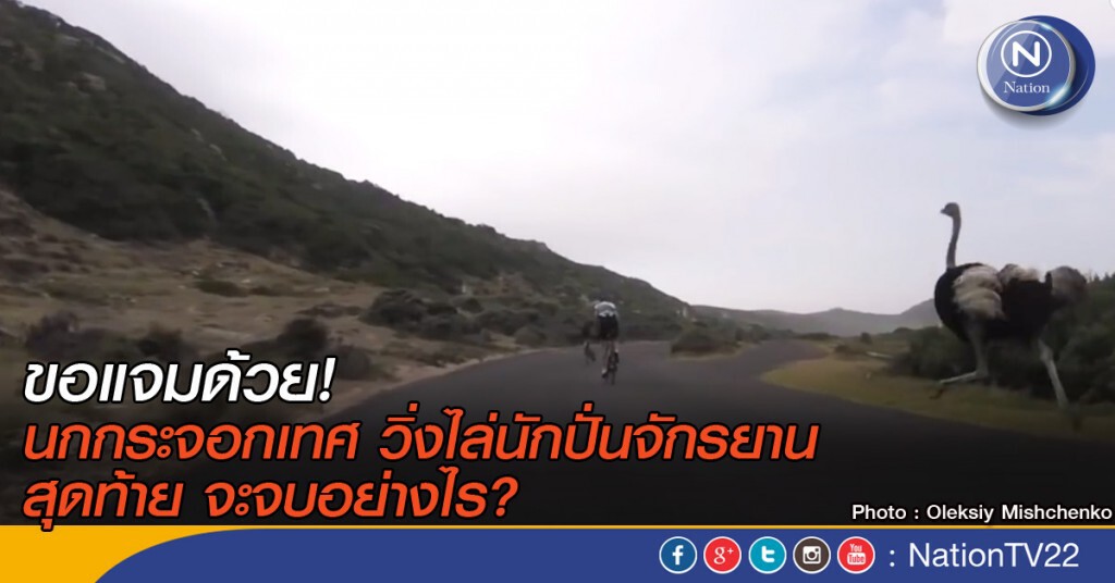 นกกระจอกเทศ วิ่งไล่นักปั่นจักรยาน นกกระจอกเทศ วิ่งไล่นักปั่นจักรยาน