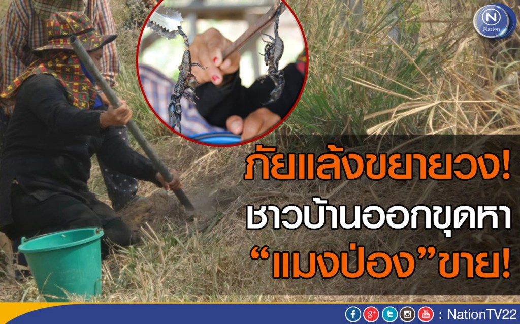 ภัยแล้งขยายวง ชาวบ้านออกขุดหาแมงป่องขาย ภัยแล้งขยายวง ชาวบ้านออกขุดหาแมงป่องขาย