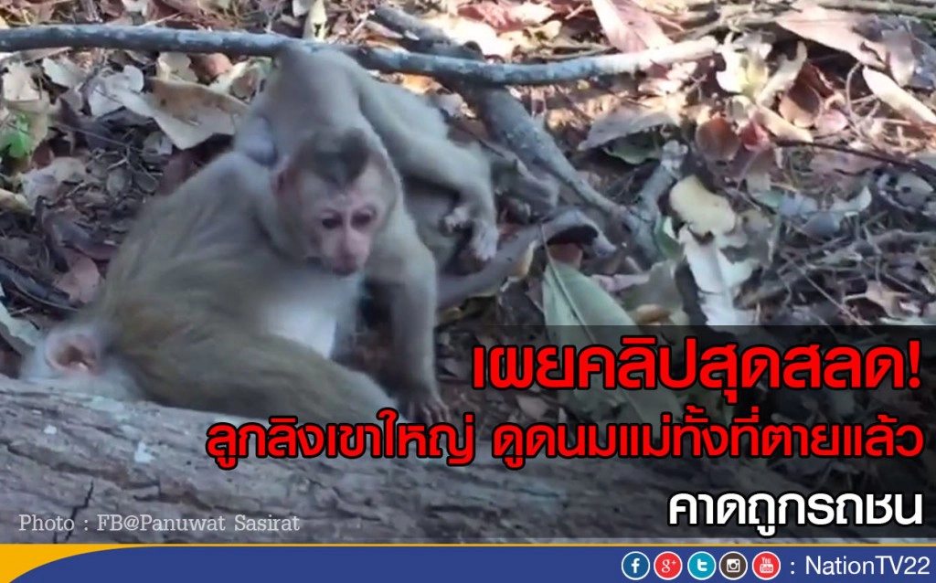 เผยคลิปสุดสลด! ลูกลิงเขาใหญ่ดูดนมแม่ทั้งที่ตายแล้ว
