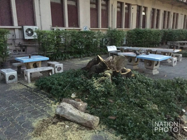 ต้นไม้หักทับนิสิตจุฬาฯ เจ็บ 7 สาหัส 3