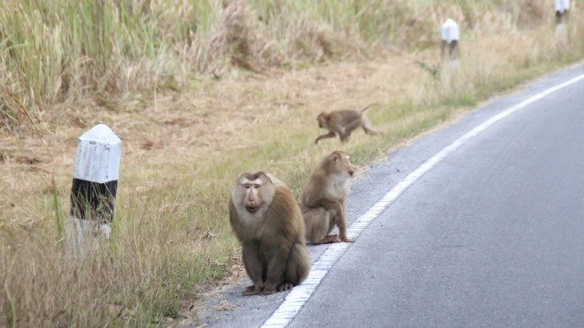 เผยคลิปสุดสลด! ลูกลิงเขาใหญ่ดูดนมแม่ทั้งที่ตายแล้ว