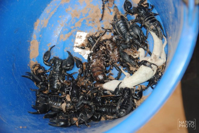 ภัยแล้งขยายวง ชาวบ้านออกขุดหาแมงป่องขาย