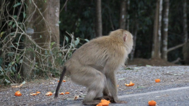 เผยคลิปสุดสลด! ลูกลิงเขาใหญ่ดูดนมแม่ทั้งที่ตายแล้ว