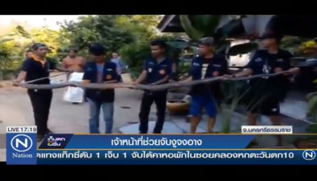 เจ้าหน้าที่ช่วยจับงูจงอาง เจ้าหน้าที่ช่วยจับงูจงอาง