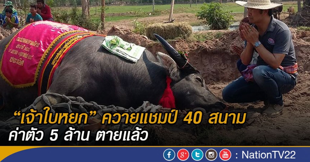 "เจ้าใบหยก" ควายแชมป์ 40 สนามตายแล้ว "เจ้าใบหยก" ควายแชมป์ 40 สนามตายแล้ว