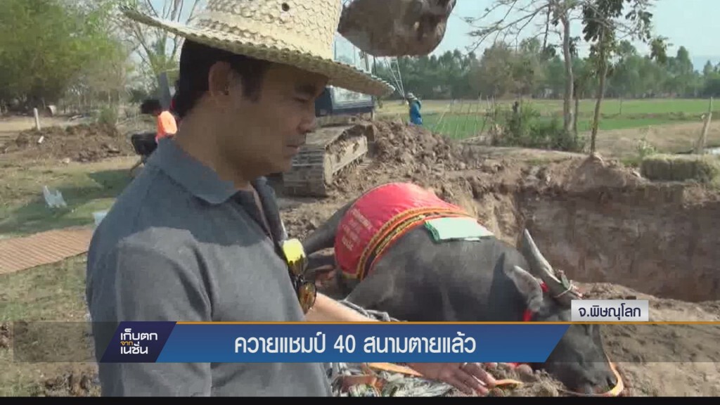 ควายแชมป์40 สนาม ตายแล้ว ควายแชมป์40 สนาม ตายแล้ว