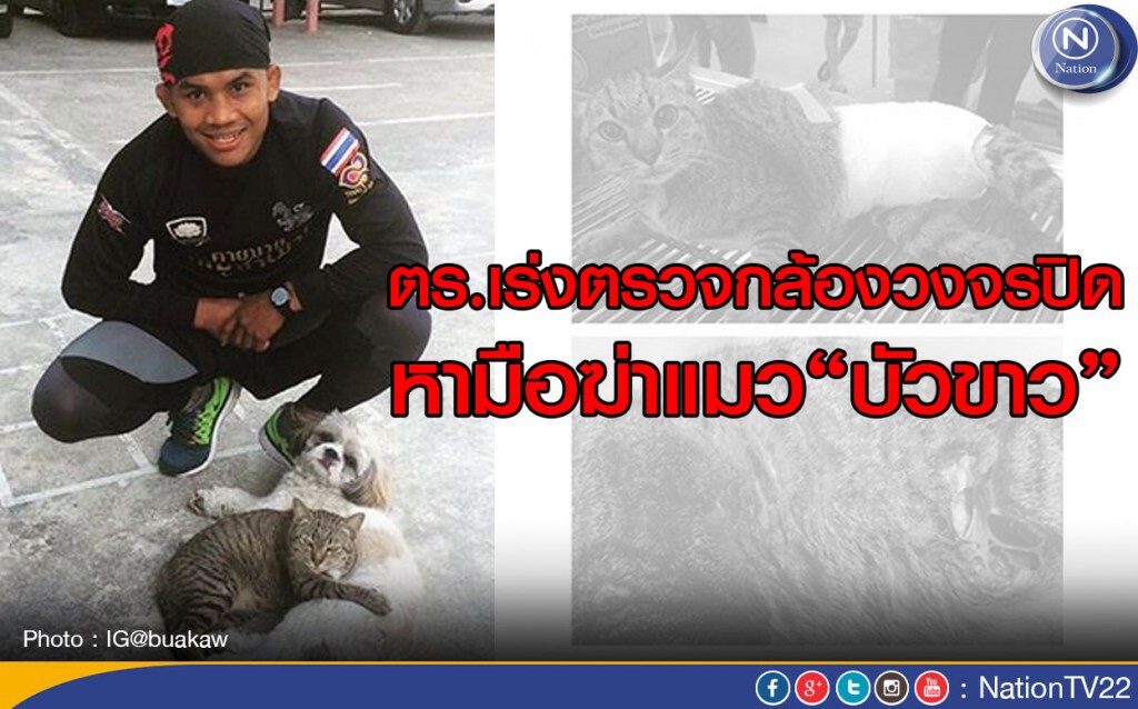 ตร.เร่งตรวจกล้องวงจรปิด หามือฆ่าแมว“บัวขาว”