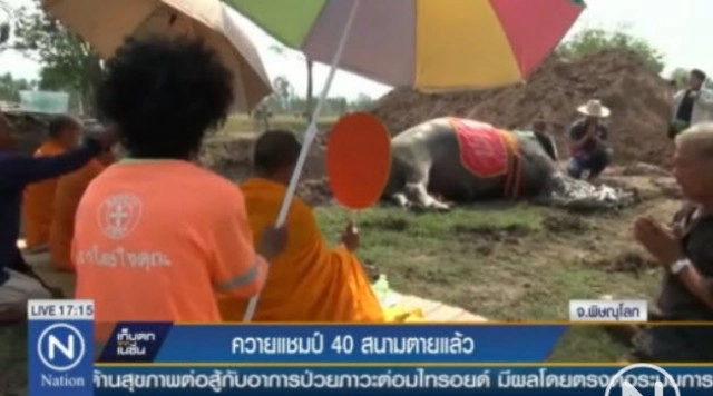 "เจ้าใบหยก" ควายแชมป์ 40 สนามตายแล้ว