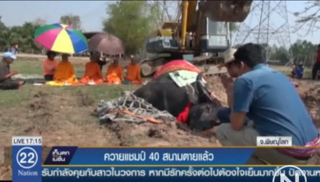 "เจ้าใบหยก" ควายแชมป์ 40 สนามตายแล้ว