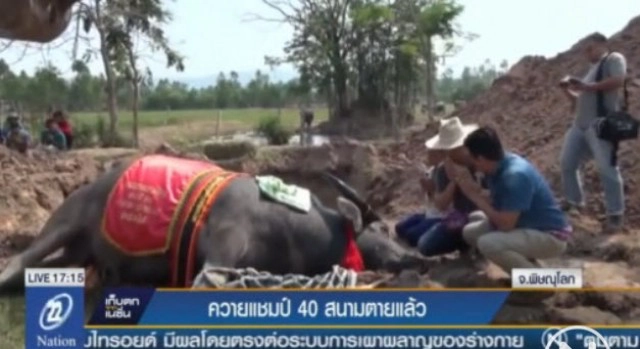 "เจ้าใบหยก" ควายแชมป์ 40 สนามตายแล้ว