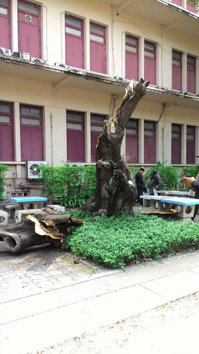 จุฬาฯ แถลง นิสิตปลอดภัยแล้วทั้ง7คน
ยันต้นหางนกยูงโค่นทับ เป็นเหตุสุดวิสัย