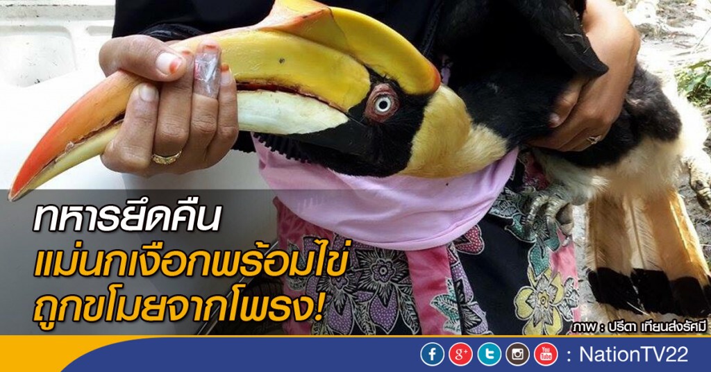 ทหารยึดคืนแม่นกเงือกพร้อมไข่ ถูกขโมยจากโพรง! ทหารยึดคืนแม่นกเงือกพร้อมไข่ ถูกขโมยจากโพรง!
