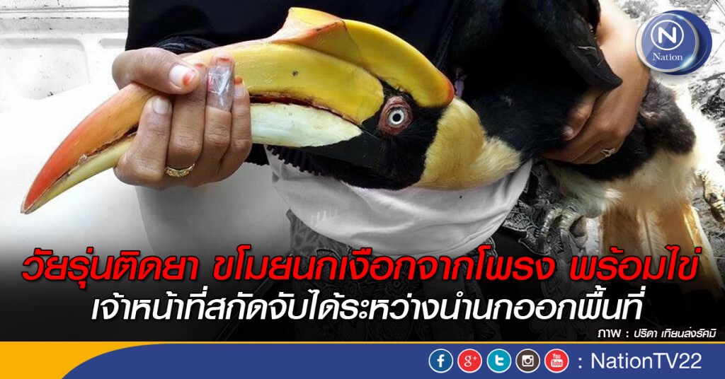 วัยรุ่นติดยา ขโมยนกเงือกจากโพรง พร้อมไข่ เจ้าหน้าที่สกัดจับได้ระหว่างนำนกออกพื้นที่