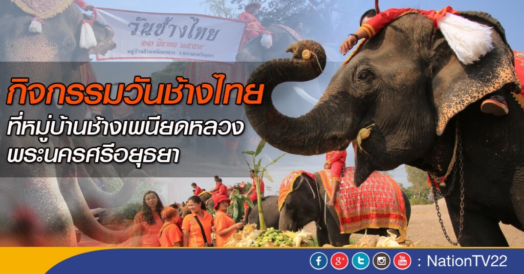กิจกรรมวันช้างไทย ที่หมู่บ้านช้างเพนียดหลวง กิจกรรมวันช้างไทย ที่หมู่บ้านช้างเพนียดหลวง