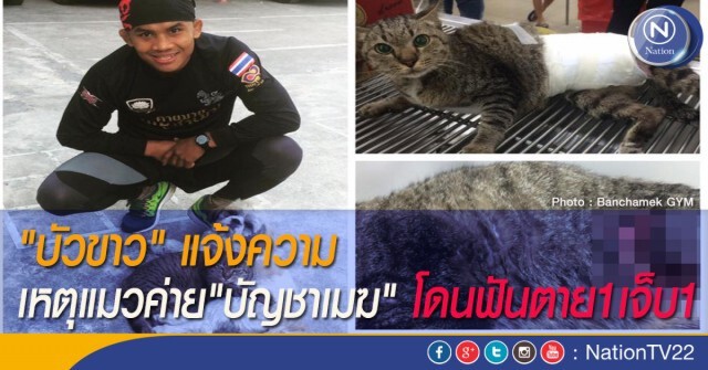 "บัวขาว" ไล่เช็ควงจรปิด วอนผู้เห็นเหตุการณ์ให้เบาะแสคนทำร้ายแมว