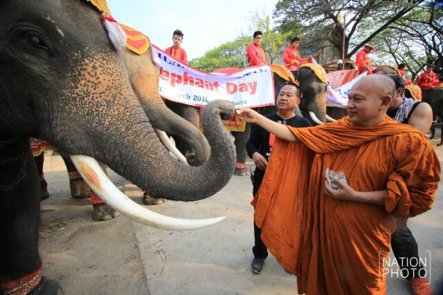 กิจกรรมวันช้างไทย ที่หมู่บ้านช้างเพนียดหลวง