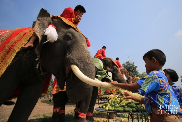 กิจกรรมวันช้างไทย ที่หมู่บ้านช้างเพนียดหลวง