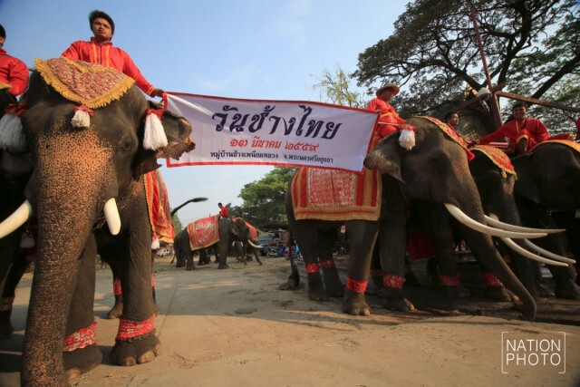 กิจกรรมวันช้างไทย ที่หมู่บ้านช้างเพนียดหลวง