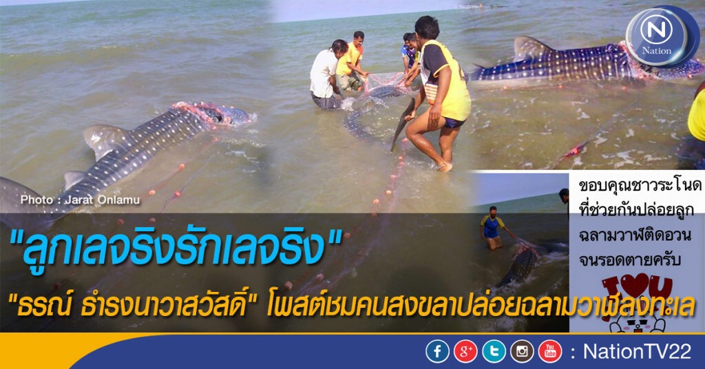 "ลูกเลจริงรักเลจริง" "ธรณ์ ธำรงนาวาสวัสดิ์" โพสต์ชมคนสงขลาปล่อยฉลามวาฬลงทะเล