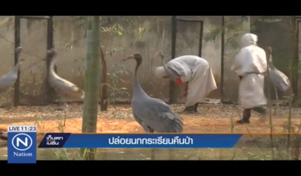 ปล่อยนกกระเรียนคืนป่า