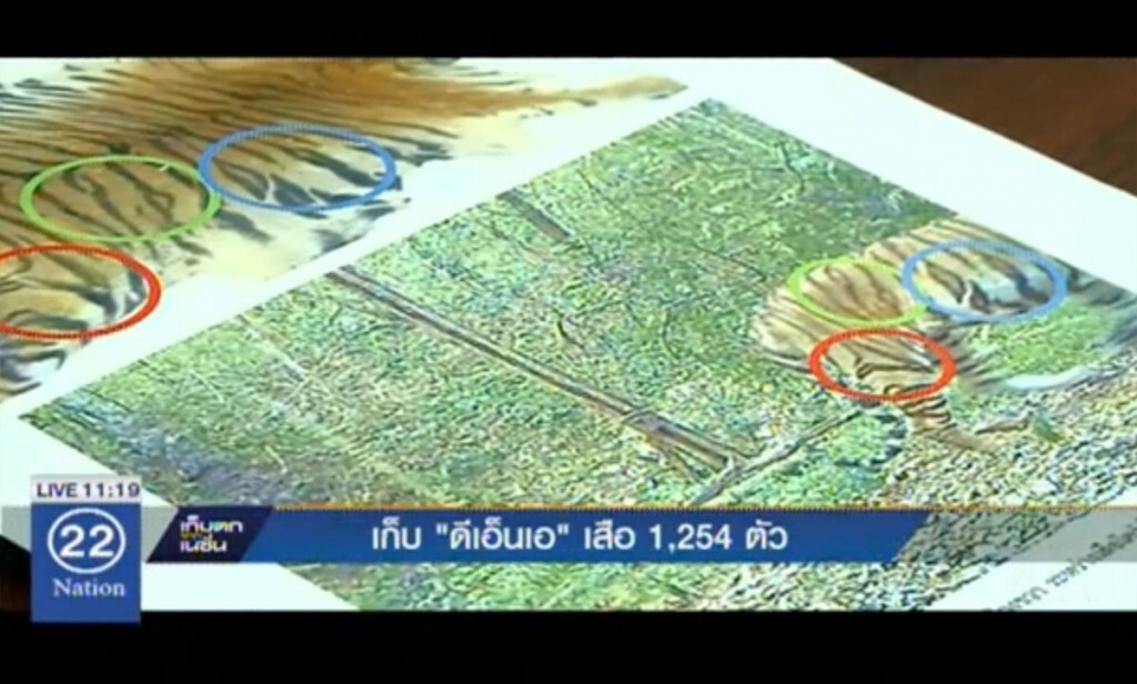 เก็บ "ดีเอ็นเอ" เสือ 1,254 ตัว เก็บ "ดีเอ็นเอ" เสือ 1,254 ตัว