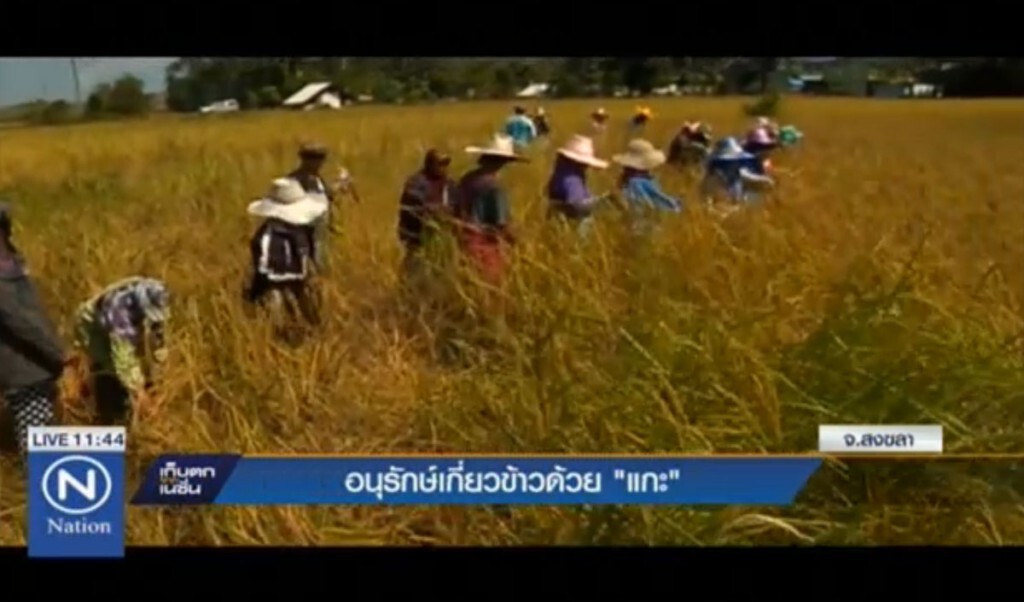 อนุรักษ์เกี่ยวข้าวด้วย "แกะ" อนุรักษ์เกี่ยวข้าวด้วย "แกะ"
