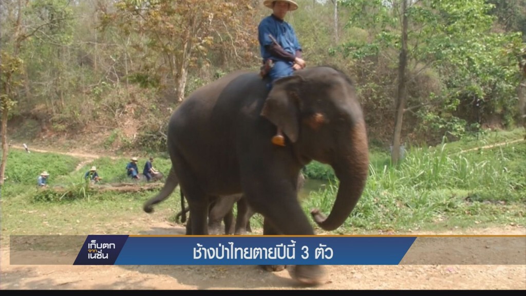 วันช้างไทย พบช้างป่าไทยยอดตายยังพุ่ง วันช้างไทย พบช้างป่าไทยยอดตายยังพุ่ง
