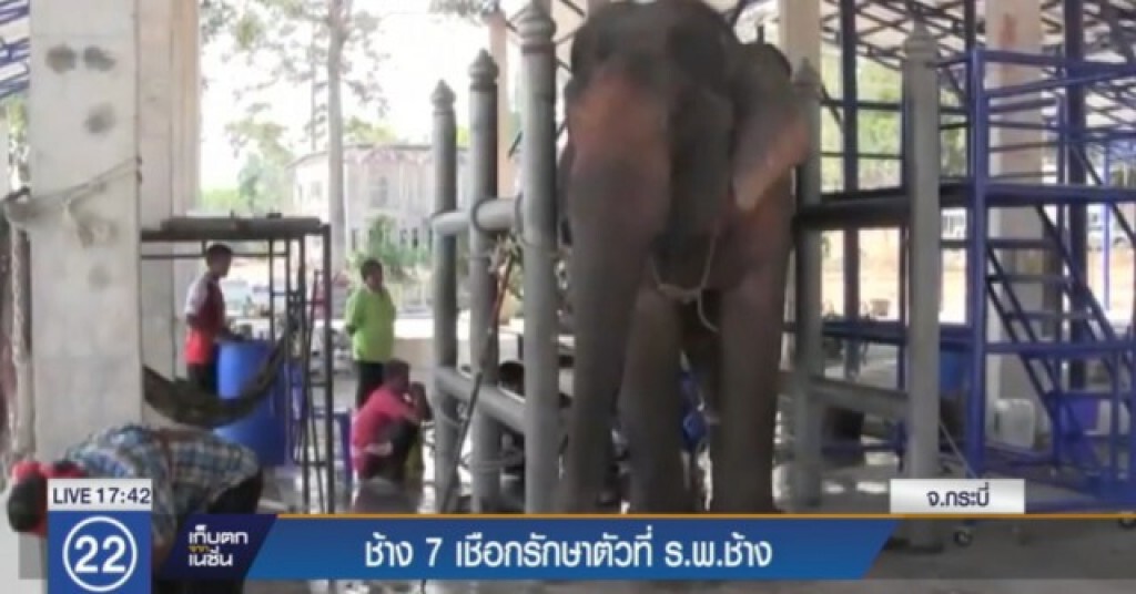 ช้าง 7 เชือกรักษาตัวที่ ร.พ.ช้างกระบี่ ช้าง 7 เชือกรักษาตัวที่ ร.พ.ช้างกระบี่