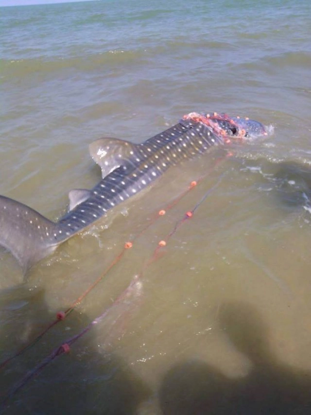 "ลูกเลจริงรักเลจริง" "ธรณ์ ธำรงนาวาสวัสดิ์" โพสต์ชมคนสงขลาปล่อยฉลามวาฬลงทะเล