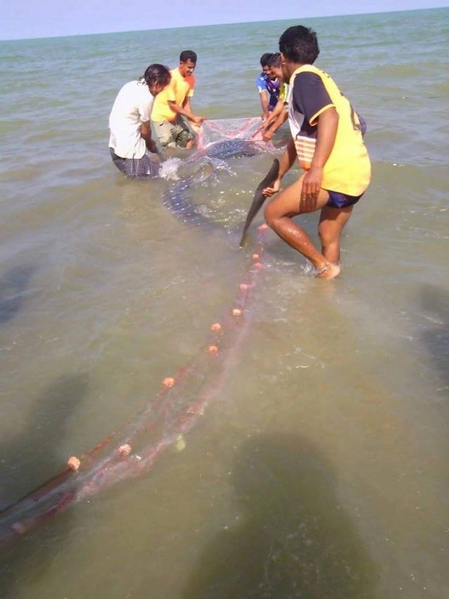 "ลูกเลจริงรักเลจริง" "ธรณ์ ธำรงนาวาสวัสดิ์" โพสต์ชมคนสงขลาปล่อยฉลามวาฬลงทะเล