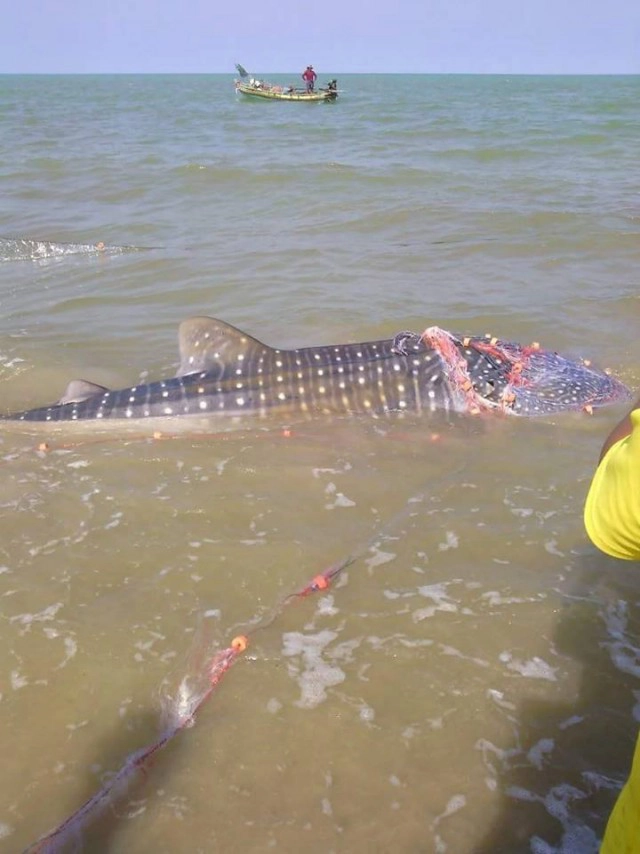 "ลูกเลจริงรักเลจริง" "ธรณ์ ธำรงนาวาสวัสดิ์" โพสต์ชมคนสงขลาปล่อยฉลามวาฬลงทะเล