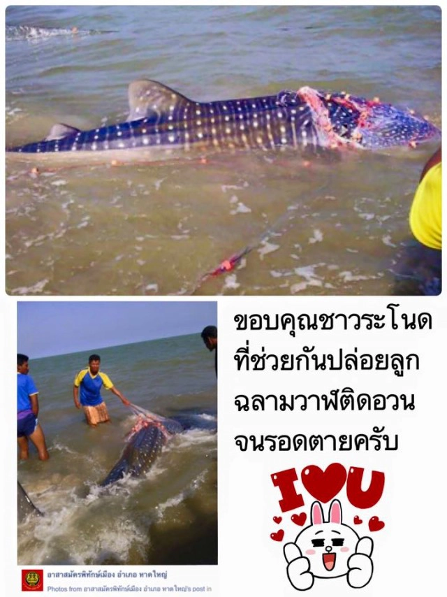 "ลูกเลจริงรักเลจริง" "ธรณ์ ธำรงนาวาสวัสดิ์" โพสต์ชมคนสงขลาปล่อยฉลามวาฬลงทะเล