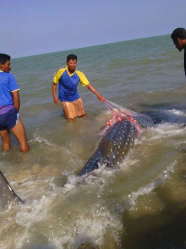 "ลูกเลจริงรักเลจริง" "ธรณ์ ธำรงนาวาสวัสดิ์" โพสต์ชมคนสงขลาปล่อยฉลามวาฬลงทะเล